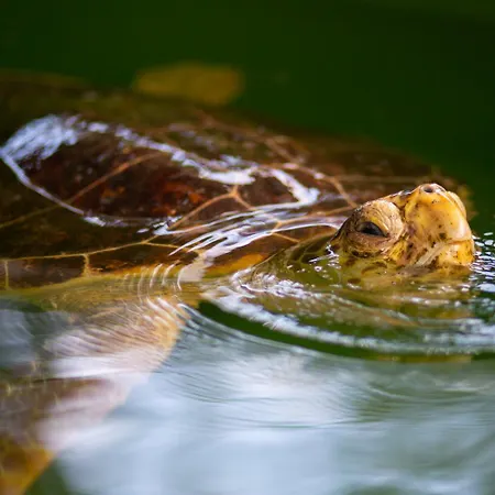 Вилла Kaya 1 Дальян
